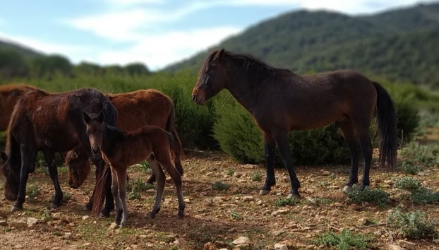 Chevaux dans le parc Porto Conte