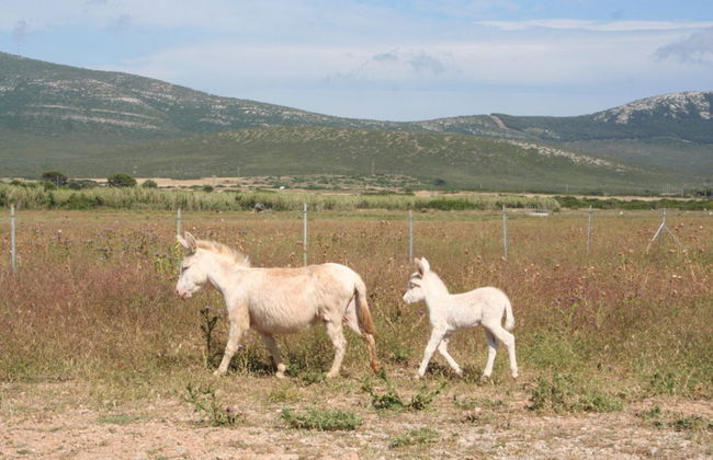 Tour del Parco di Porto Conte in buggy elettrico - Foto 4