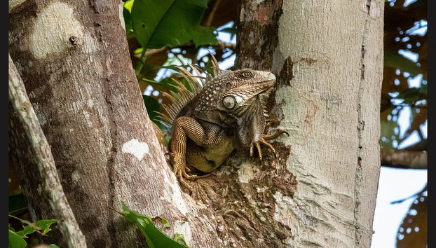Panama Canal + Monkey Island Day Trip - Foto 2