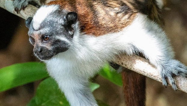 Excursión al Canal de Panamá e Isla Monos - Foto 4