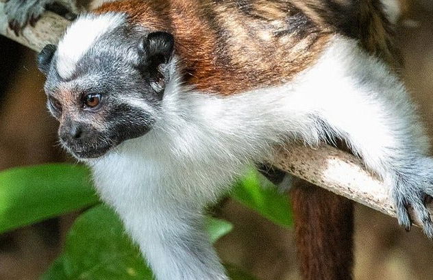 Panama Canal + Monkey Island Day Trip - Foto 4