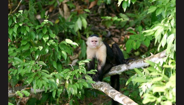 Excursión al Canal de Panamá e Isla Monos - Foto 2