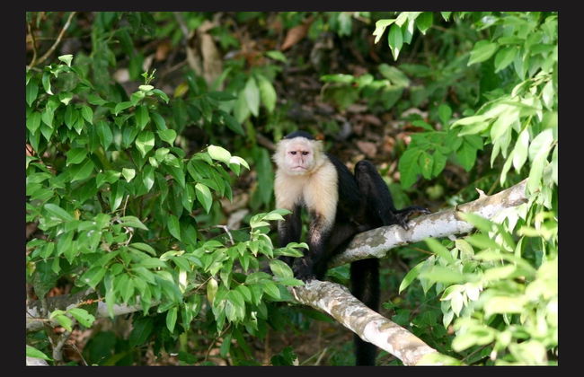 Excursión al Canal de Panamá e Isla Monos - Foto 2