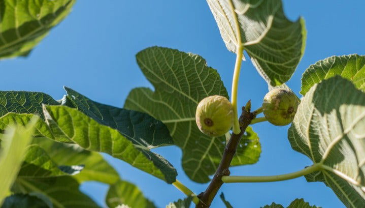 Prignano Cilento Tour