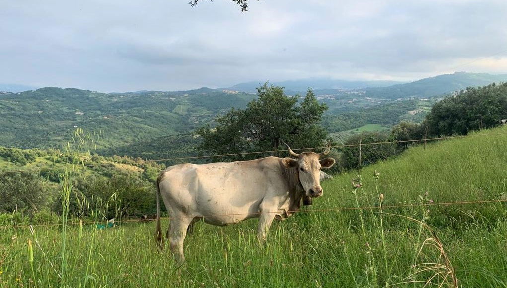 Prignano Cilento Tour - Foto 1