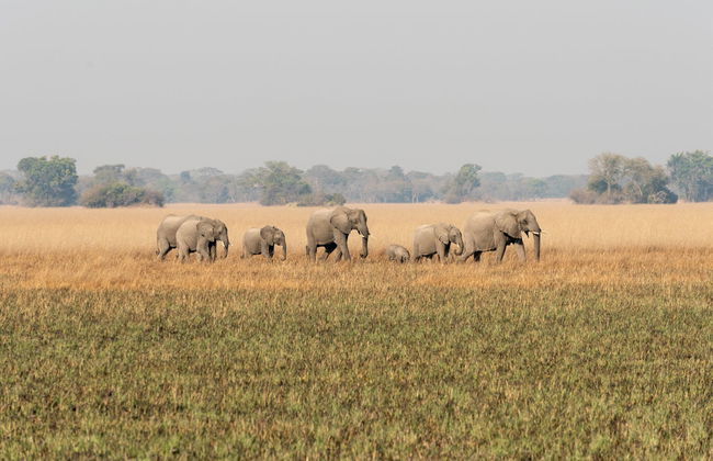 Safari de 10 jours à travers le meilleur de la Zambie - Photo 1