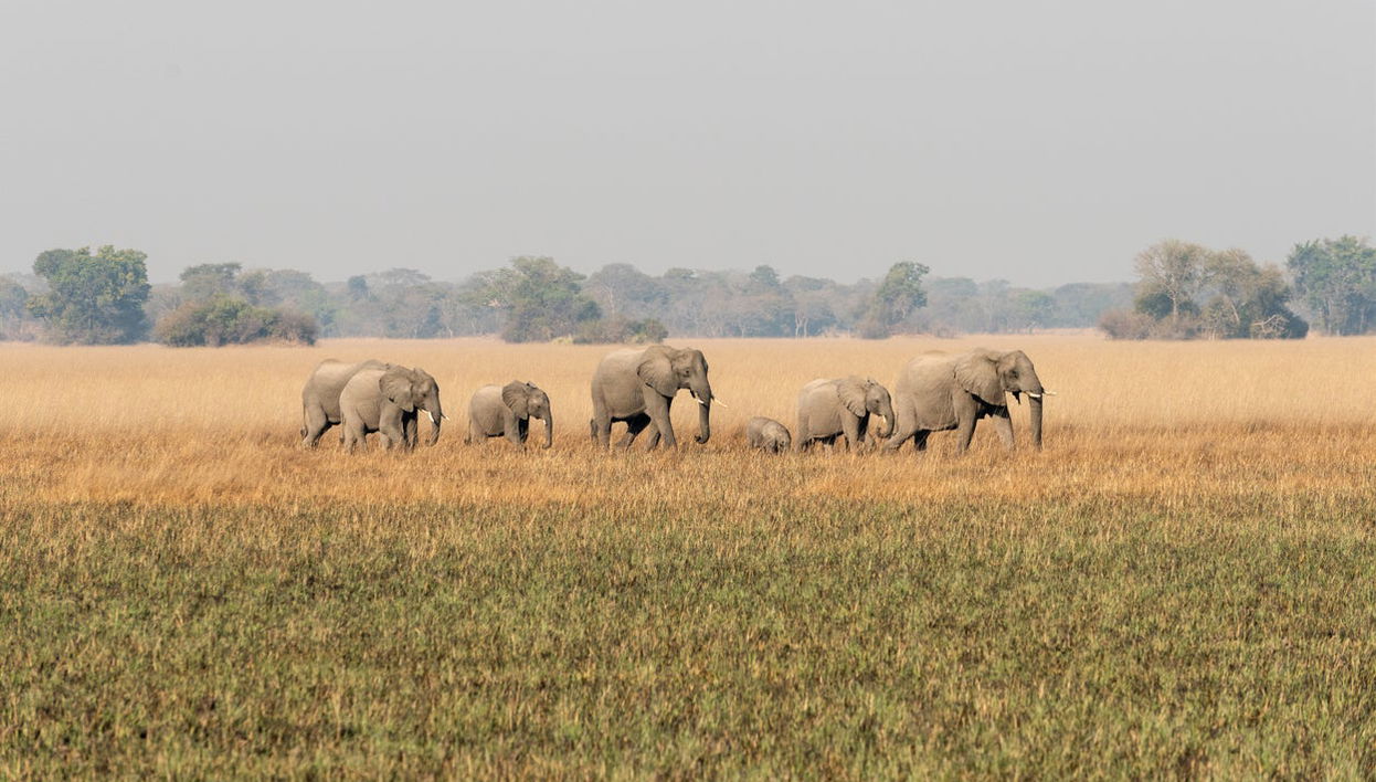 Safari de 10 jours à travers le meilleur de la Zambie - Photo 1