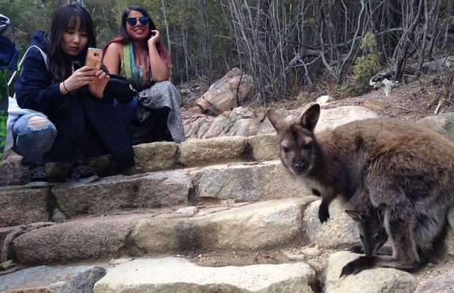 Excursión de día completo a Wineglass Bay y al Parque Nacional de Freycinet - Foto 6