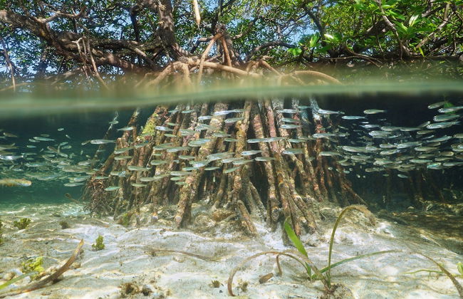 Escursione all'isola di Saona + Fiume Chavón - Foto 6