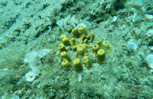 Snorkeling in Agia Pelagia - Photo 2