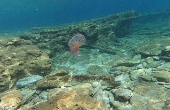 Snorkeling in Agia Pelagia - Photo 4