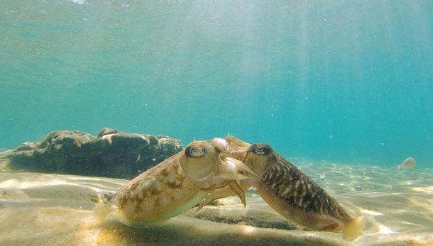 Snorkeling in Agia Pelagia - Photo 2
