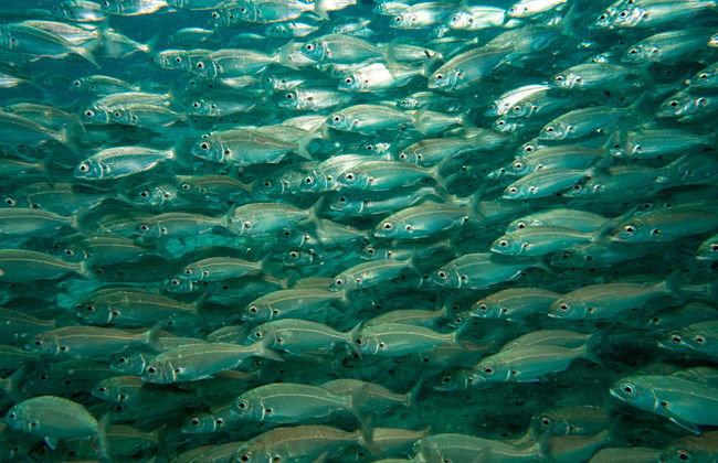 Batismo de mergulho em Playa Blanca - Foto 6
