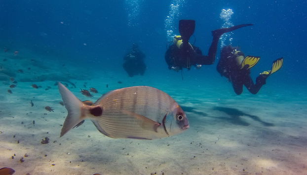 Bautismo de buceo en Playa Blanca - Foto 4