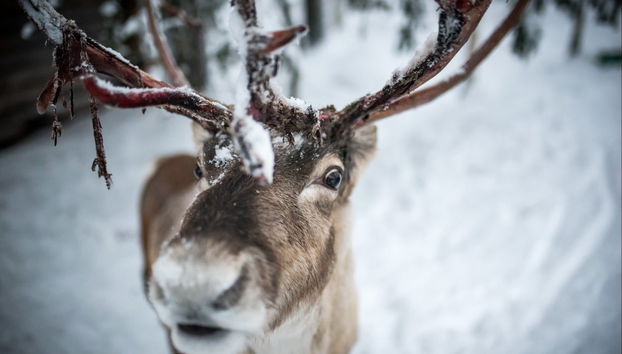 Balade en traîneau à rennes - Photo 3