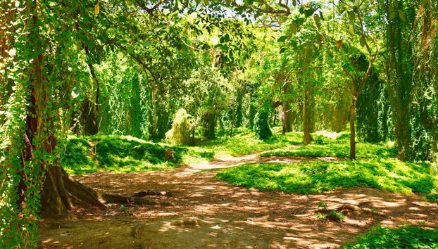 Havana Enchanted Forest Bike Tour - Foto 3