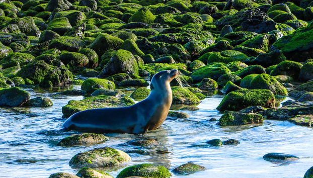 Santa Fe Island & Playa Escondida Snorkelling Tour - Foto 2