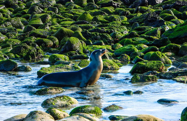 Santa Fe Island & Playa Escondida Snorkelling Tour - Foto 2
