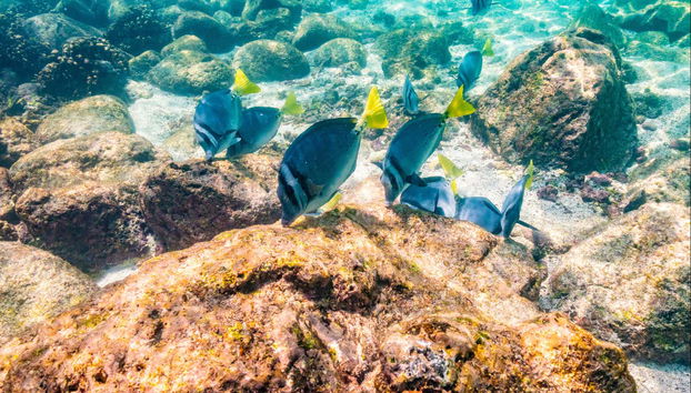 Santa Fe Island & Playa Escondida Snorkelling Tour - Foto 5