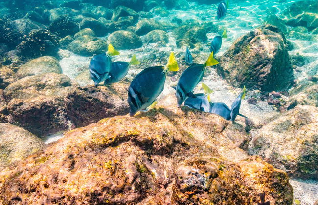 Santa Fe Island & Playa Escondida Snorkelling Tour - Foto 5