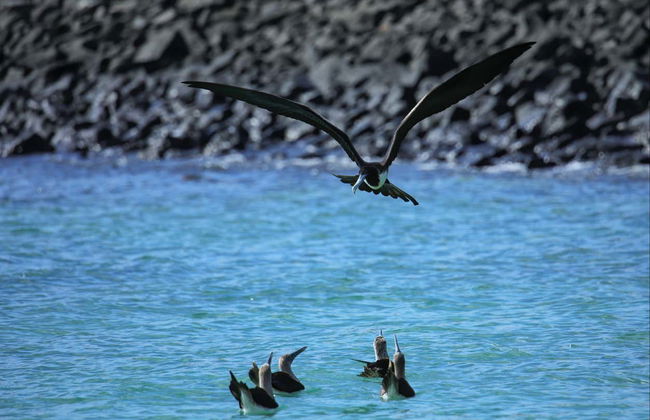 Santa Fe Island & Playa Escondida Snorkelling Tour - Foto 7