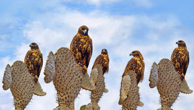 Santa Fe Island & Playa Escondida Snorkelling Tour - Foto 3