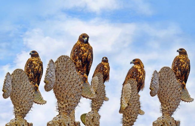 Santa Fe Island & Playa Escondida Snorkelling Tour - Foto 3