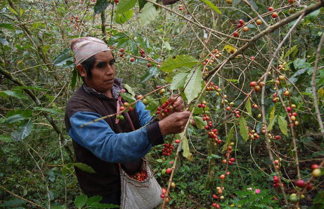Coatepec Coffee Tour - Foto 1