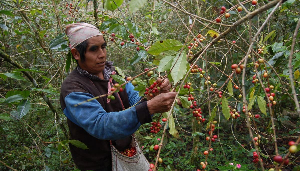 Coatepec Coffee Tour - Foto 1