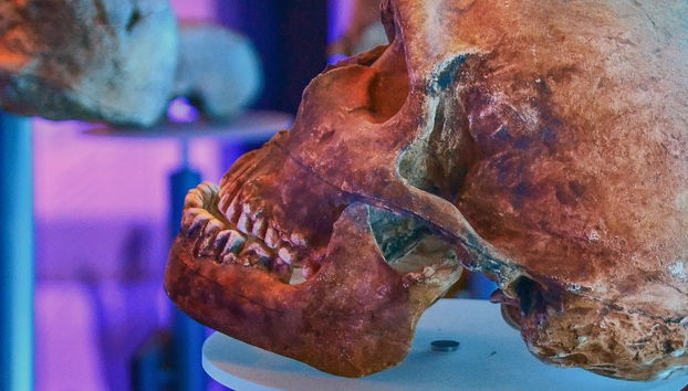 Excursion aux grottes de Sterkfontein - Photo 4