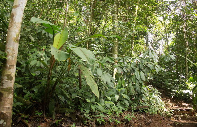 1 or 2-Day Tour of Río Agujitas Farm - Foto 1