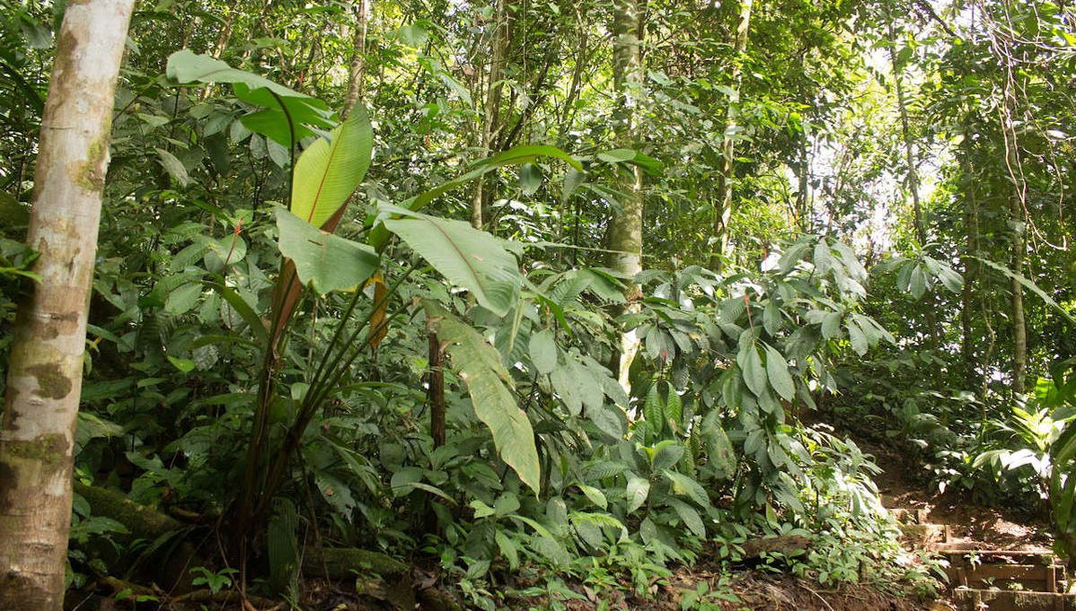 1 or 2-Day Tour of Río Agujitas Farm - Foto 1