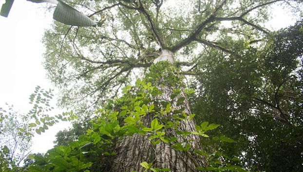 1 or 2-Day Tour of Río Agujitas Farm - Foto 5