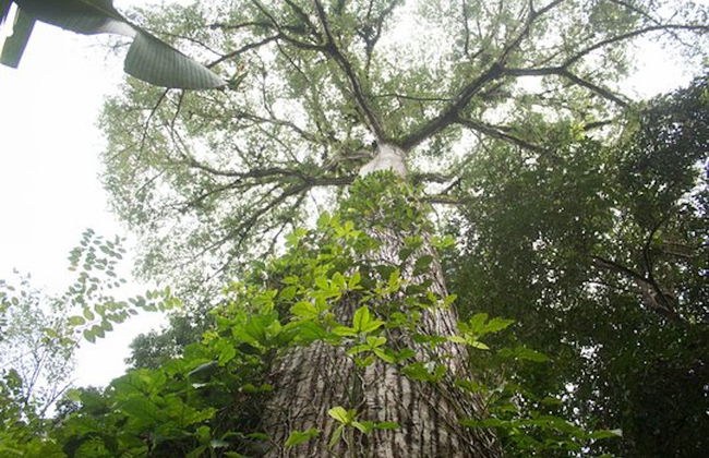 1 or 2-Day Tour of Río Agujitas Farm - Foto 5