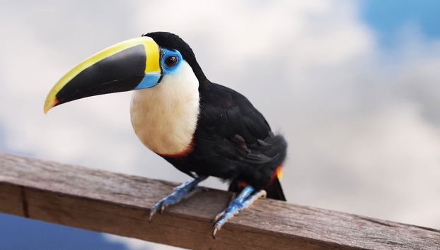 Marasha Natural Reserve Tour - Foto 3