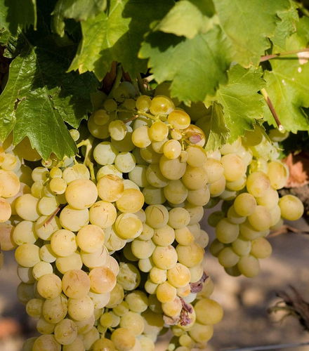 Foto de Visita a la Bodega Emina Rueda