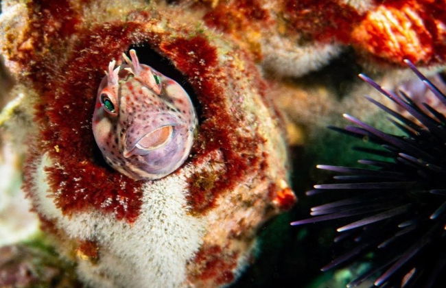 Buceo en San Bartolo - Foto 6