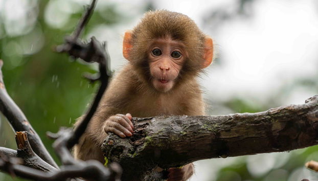 Escursione ad Arashiyama, Kinkakuji e Nara - Foto 2
