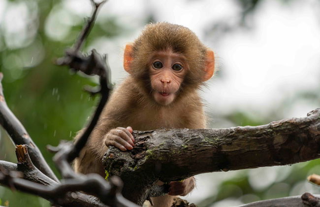 Escursione ad Arashiyama, Kinkakuji e Nara - Foto 2