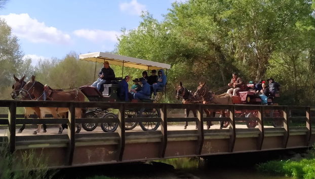 Paseo privado en carreta por los alrededores de Doñana y El Rocío - Foto 2