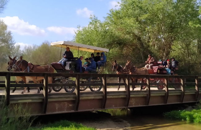 Paseo privado en carreta por los alrededores de Doñana y El Rocío - Foto 2