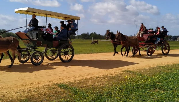 Paseo privado en carreta por los alrededores de Doñana y El Rocío - Foto 5