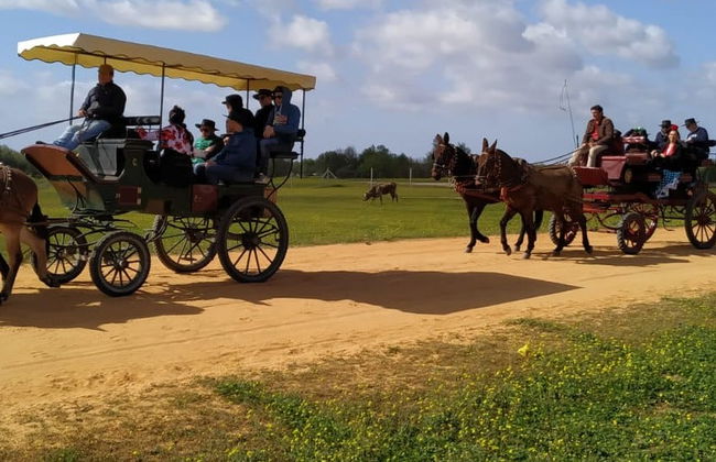 Balade privée en charrette dans les environs de Doñana et d'El Rocío - Photo 5