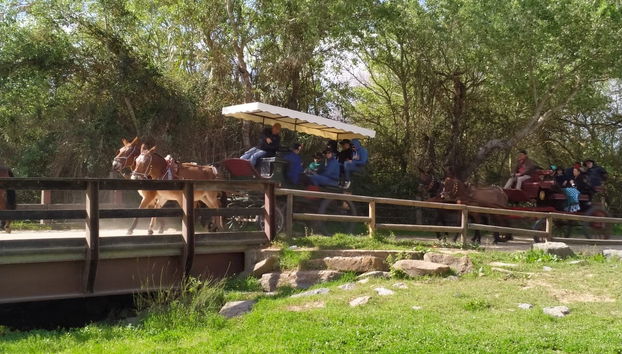 Paseo privado en carreta por los alrededores de Doñana y El Rocío - Foto 4