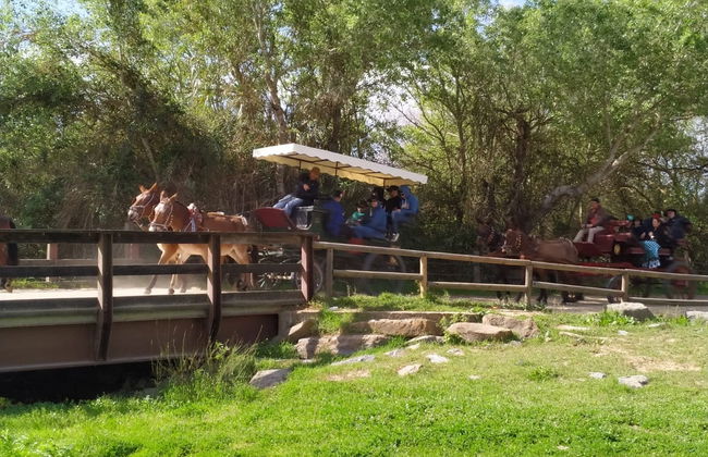 Paseo privado en carreta por los alrededores de Doñana y El Rocío - Foto 4