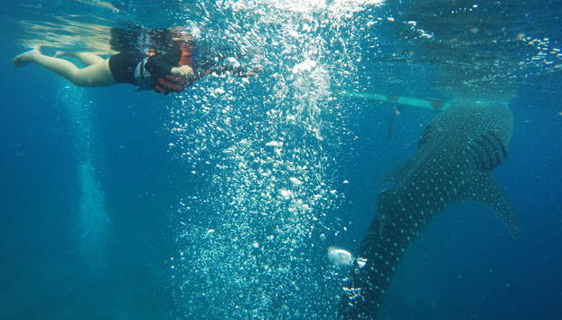 Avistamiento de tiburón ballena en Oslob - Foto 2