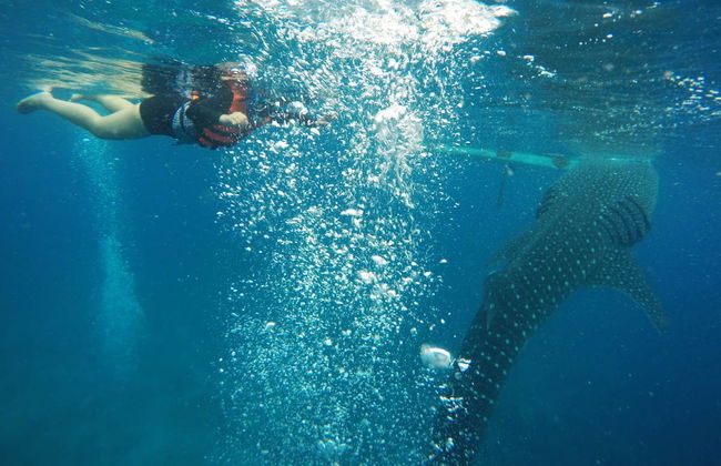 Avistamiento de tiburón ballena en Oslob - Foto 2