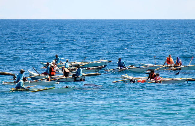 Avistamiento de tiburón ballena en Oslob - Foto 1