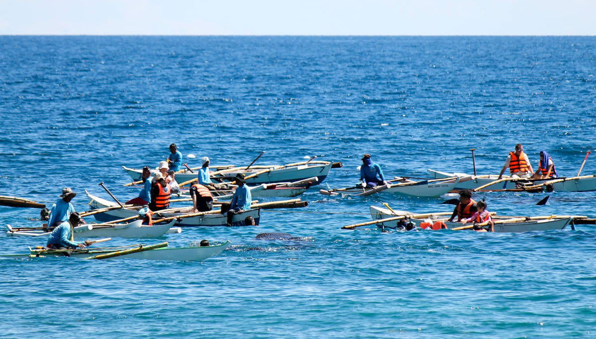 Avistamiento de tiburón ballena en Oslob - Foto 1