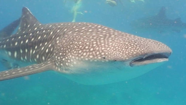 Avistamiento de tiburón ballena en Oslob - Foto 4